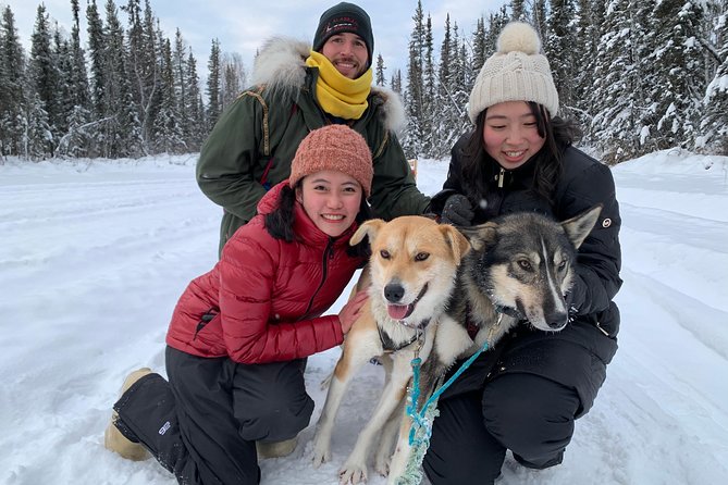 Dog Sledding and Mushing Experience in North Pole - Key highlights to know before you go