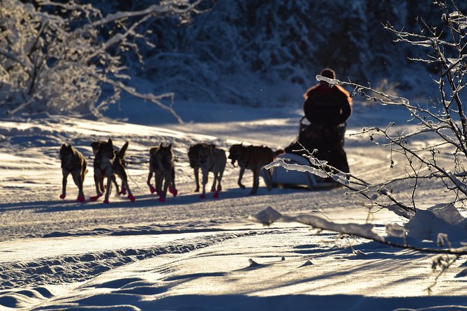 Dog Sledding and Mushing Experience in North Pole - Meet the Musher and the Alaskan Huskies: What You Learn Matters
