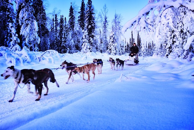 Dog Sledding and Mushing Experience in North Pole - Price and Value: Why $105 Can Make Sense