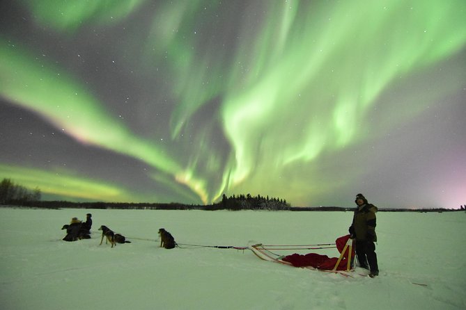 Dog Sledding and Mushing Experience in North Pole - When Snow Is Thin, You Still Go Out: Know the Contingency