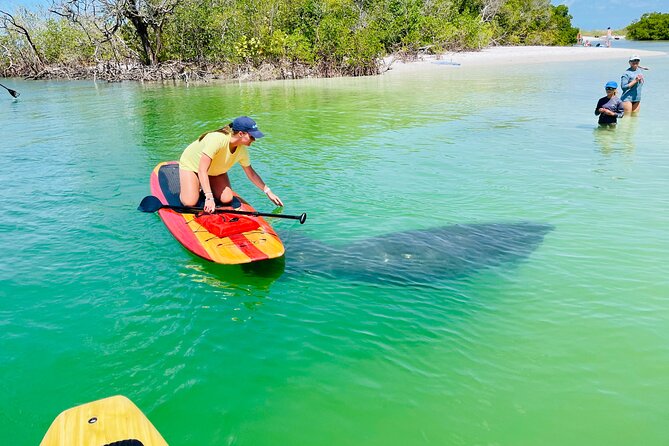 Dolphin and Manatee Adventure Tour of Fort Myers - Key highlights that matter on this SUP wildlife tour