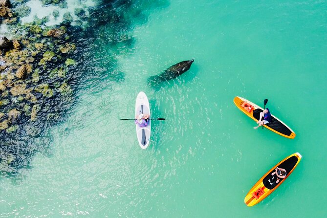 Dolphin and Manatee Adventure Tour of Fort Myers - What it feels like paddling Fort Myers waterways on a SUP