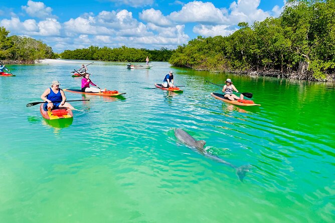 Dolphin and Manatee Adventure Tour of Fort Myers - Your guide on mangroves, animals, and Fort Myers stories