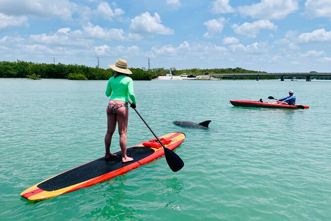 Dolphin and Manatee Adventure Tour of Fort Myers - Wildlife spotting reality check, including the hit-or-miss part