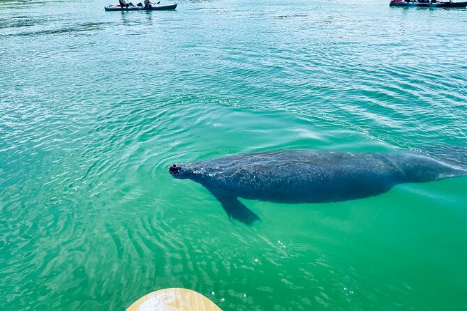 Dolphin and Manatee Adventure Tour of Fort Myers - Price and value: is $65 per person a fair deal