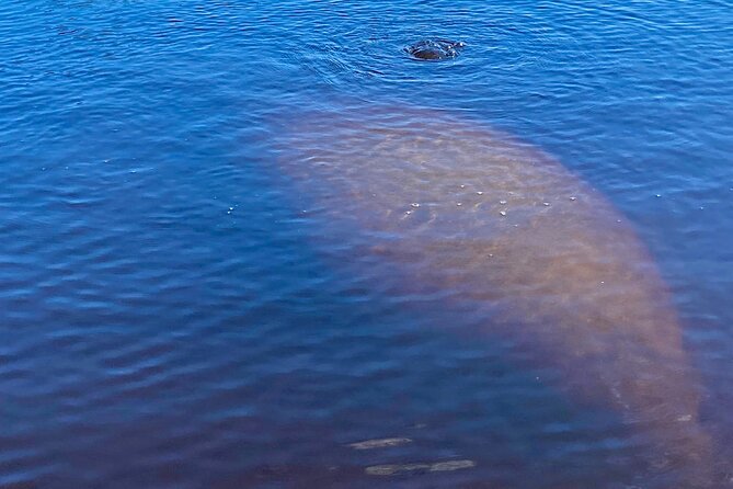 Dolphin and Manatee Kayak Tour of Daytona Beach - Value for your money: why $65 can work (or not)
