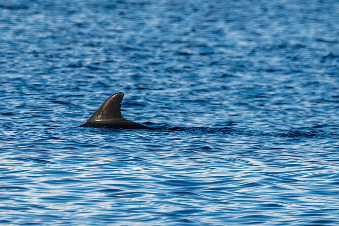 Dolphin and Nature Sunset Cruise from Orange Beach - Golden hour timing: why sunset views come with a built-in rhythm