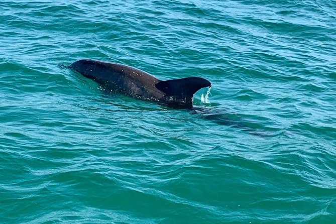 Dolphin Cruise in Destin FL - Crab Island, beaches, and wave-jumping fun (with splash risk)