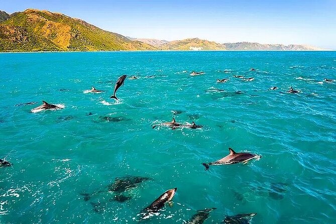 Dolphin, Sea Cave & Captain Cook Snorkel Combo in Kealakekua Bay - Key things that make this snorkel combo worth your time