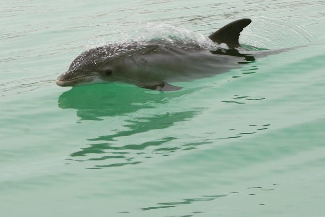 Dolphin-Watching Speedboat Cruise in Destin Harbor - Who should book, and who might be better off choosing another day
