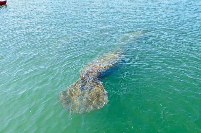 Easy Ride Pedal Kayak Tour Marco Island & Naples (Pedal or Paddle - Photos and little add-ons that boost the value