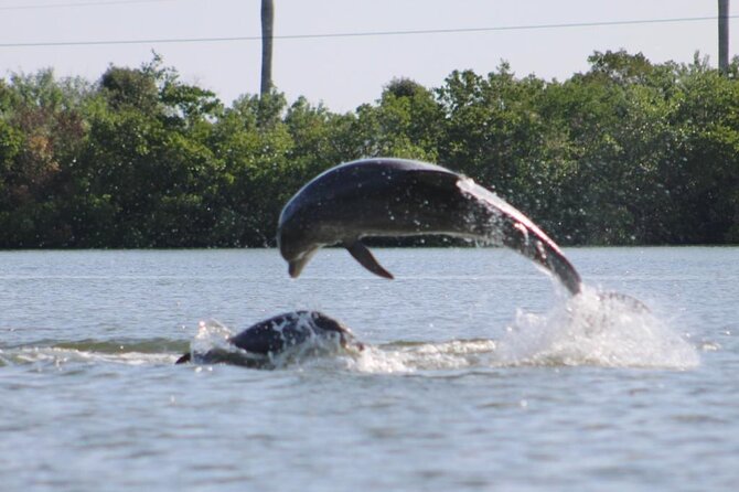 Easy Ride Pedal Kayak Tour Marco Island & Naples (Pedal or Paddle - Marco Island mangrove time: the “2 hours” that feel like a real outing
