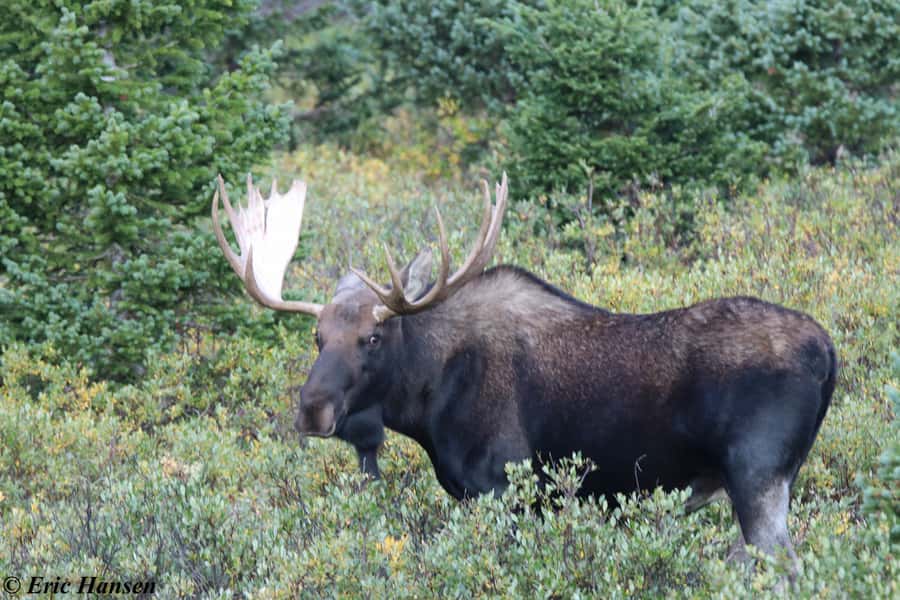 Estes Park: Rocky Mountain National Park Safari Tour - Wildlife Viewing: How You Improve Your Odds in 3 Hours