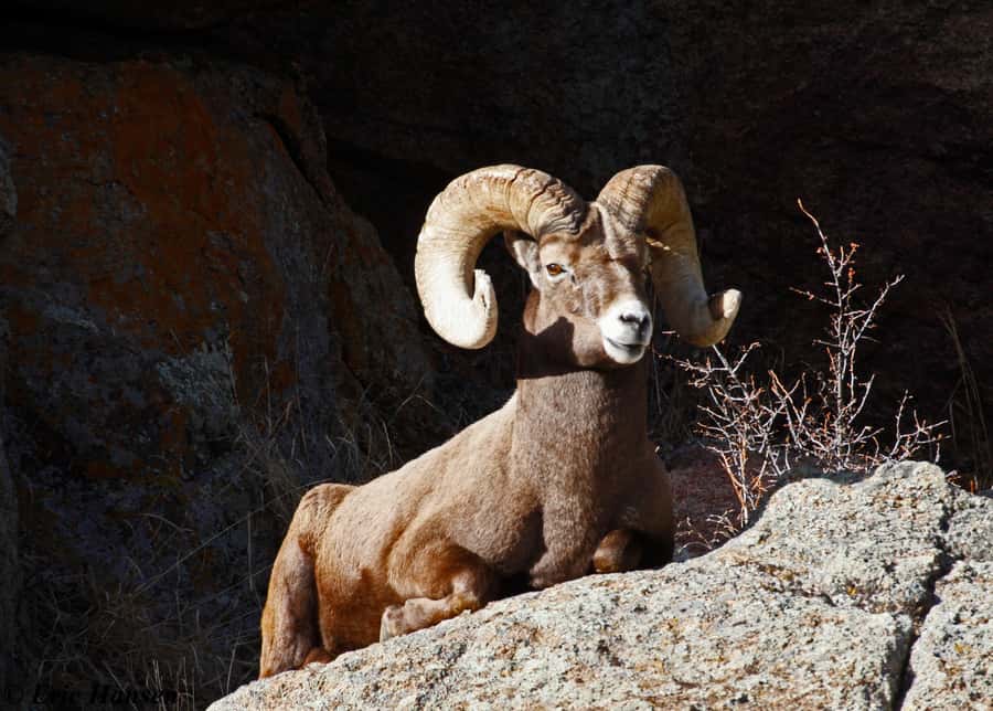 Estes Park: Rocky Mountain National Park Safari Tour - The Open-Air Jeep Feel and Why It Matters for Comfort