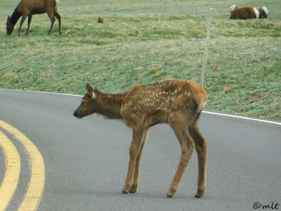 Estes Park: Rocky Mountain National Park Safari Tour - Price, Value, and What You Are Paying For