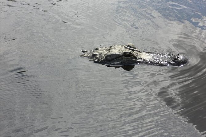 Everglades Airboat Tour from Fort Lauderdale with transportation - One-Hour Airboat Time: What You’re Really Paying For