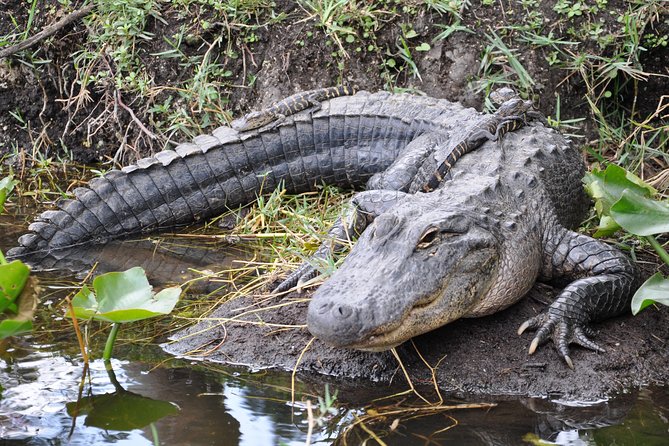 Everglades Airboat, Wildlife Show, and Roundtrip Bus From Miami - How this Everglades half-day works from Miami