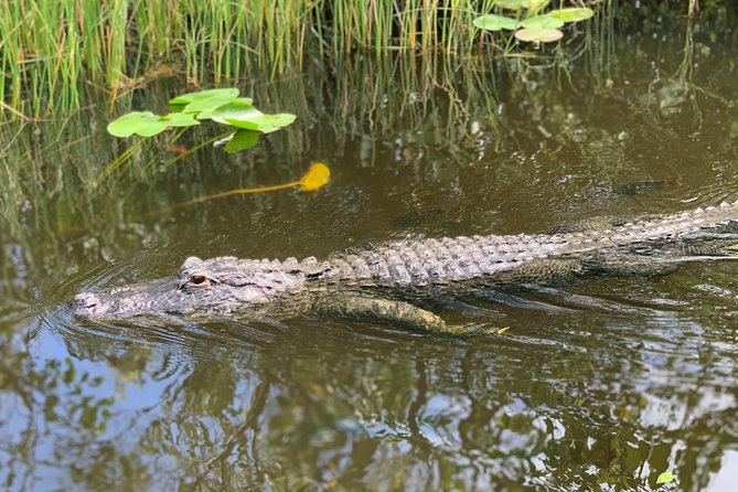 Everglades Airboat, Wildlife Show, and Roundtrip Bus From Miami - Airboat adventure: how you get close to alligators