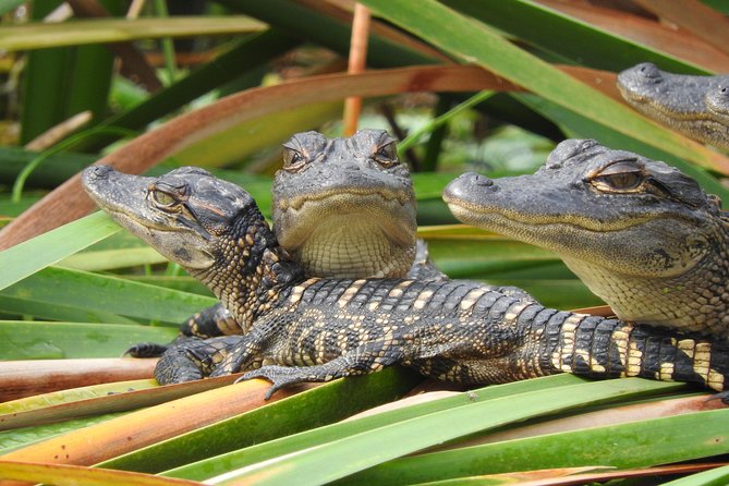 Everglades Day Safari from Fort Myers/Naples Area - Stop 4: Smallwood Store Boat Tour, The Mangroves Of The 10,000 Islands