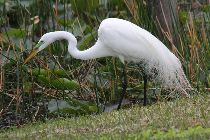Everglades Day Safari from Fort Myers/Naples Area - Stop 5: Smallwood Store Museum, A Quick Time-Out In Old Island Florida