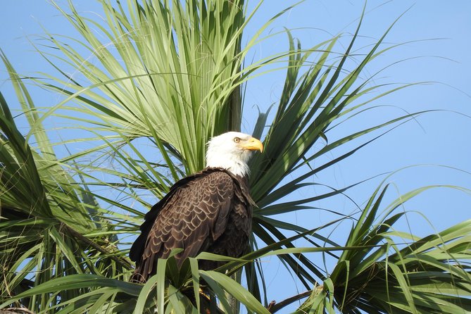 Everglades Day Safari from Fort Myers/Naples Area - Stop 6: Fakahatchee Strand Preserve State Park Walk, Ancient Cypress And A Gator Hole Goal
