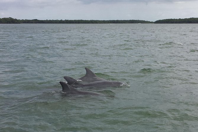 Everglades Day Safari from Fort Myers/Naples Area - Why The Guides And Captains Are The Real Value
