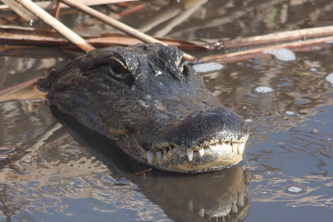 Everglades Day Safari from Ft Lauderdale - Why This Everglades Day Safari Fits One Big Day