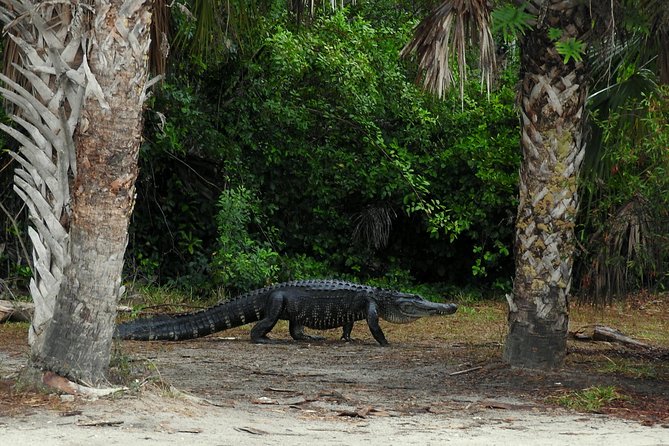 Everglades Day Safari from Ft Lauderdale - Big Cypress Wildlife Drive, Panters as a Possibility