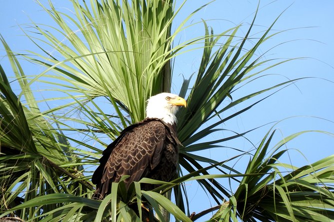 Everglades Day Safari from Ft Lauderdale - Ten Thousand Islands Mangrove Cruise, Dolphins, and Manatees