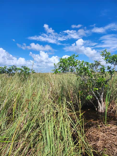 Everglades Eco Airboat Small-Group Tour & 2 Private Islands - Premium Pickup From Miami: Comfort, Wi-Fi, and Real-Time Commentary