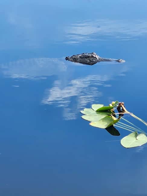 Everglades Eco Airboat Small-Group Tour & 2 Private Islands - Two Miccosukee Private Islands: Wildlife Rehab Plus Cultural Meaning