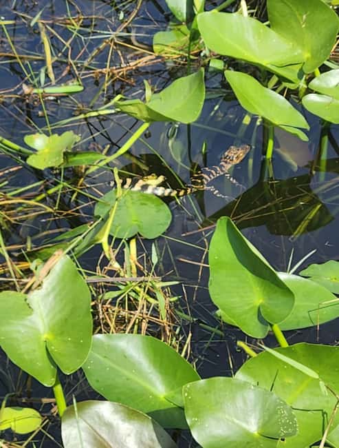 Everglades Eco Airboat Small-Group Tour & 2 Private Islands - The 100-Minute Everglades Block: Photo Stop, Wildlife Viewing, and Guided Time