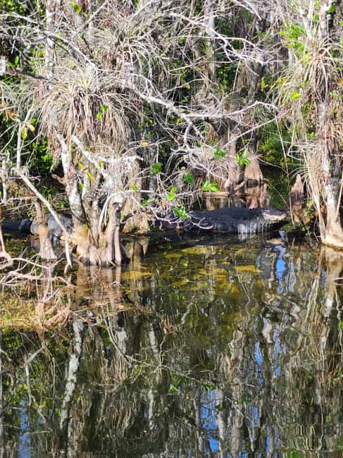 Everglades Eco Airboat Small-Group Tour & 2 Private Islands - Miccosukee Village Time: Handicrafts, a Short Guided Tour, and a Drive Inside