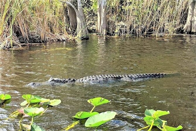 Everglades Holiday Park Airboat Tours & Rides - Live narration from The Gator Boys: what you’ll learn on board