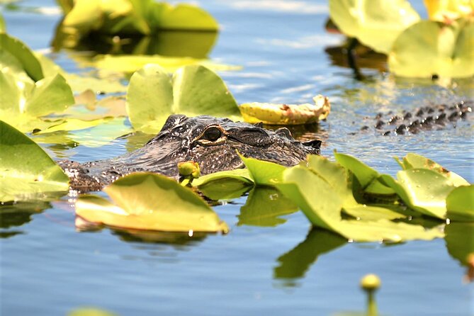 Everglades Holiday Park Airboat Tours & Rides - The rest of the park: when you might add shows or animal encounters
