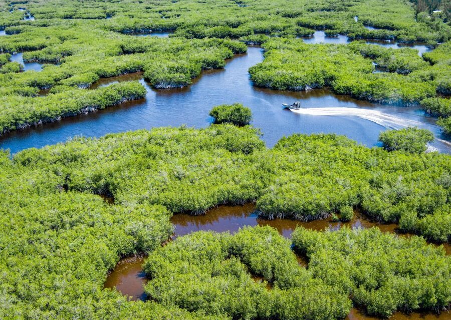 Everglades: Mangrove Maze Airboat Tour and Boardwalk - Key things that make this tour worth it
