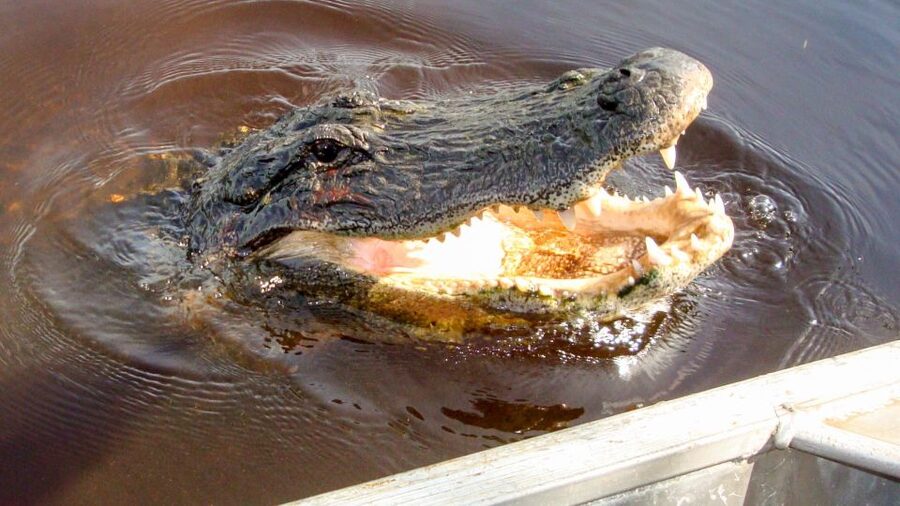 Everglades: Mangrove Maze Airboat Tour and Boardwalk - The airboat ride itself: adrenaline plus interpretation