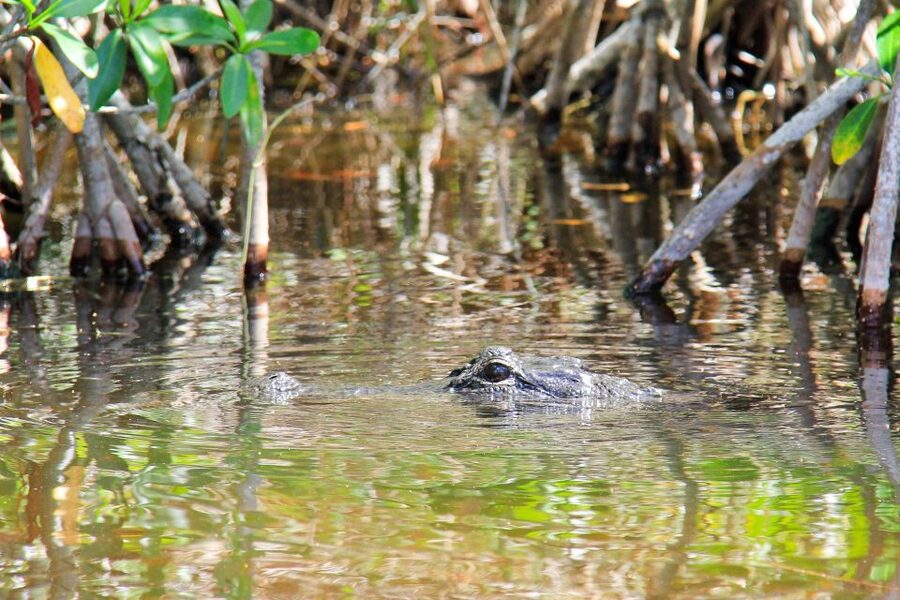Everglades: Mangrove Maze Airboat Tour and Boardwalk - Price and value: is $64 per person fair?