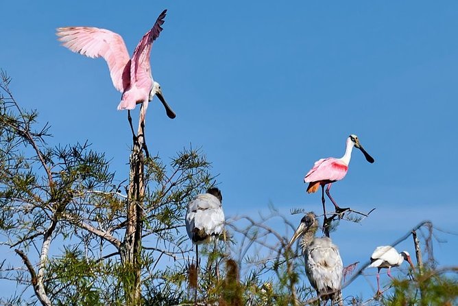 Everglades National Park Biologist Led Adventure: Cruise, Hike + Airboat - Oasis Visitor Center: a quick stop with a big animal focus