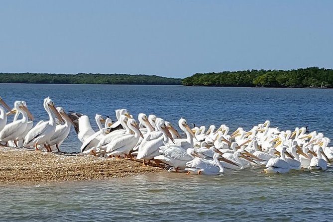 Everglades National Park Biologist Led Adventure: Cruise, Hike + Airboat - Big Cypress National Preserve hike plus narrated drive