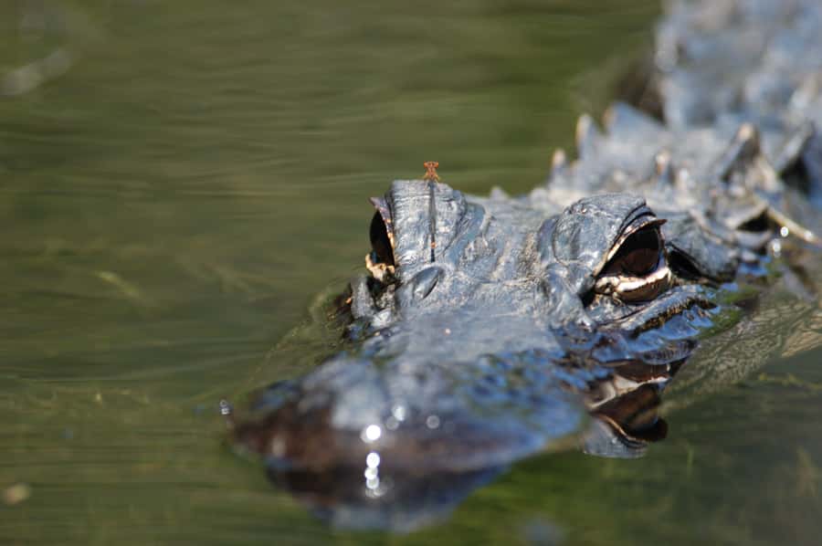Everglades National Park: Mangrove Tunnel Kayak Eco-Tour - Mangrove Tunnel Kayaking: What 3 Hours Feels Like