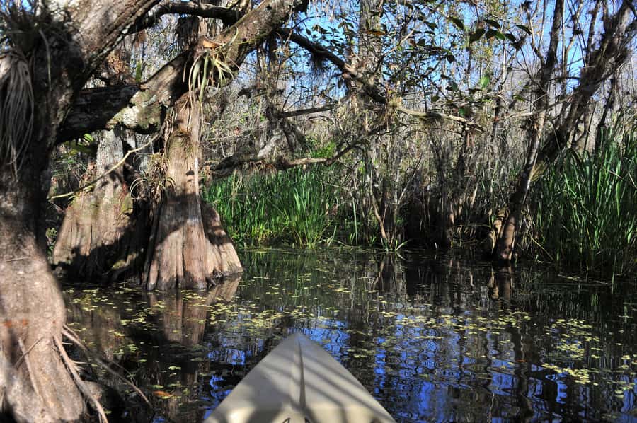 Everglades National Park: Mangrove Tunnel Kayak Eco-Tour - What You Learn on the Water: Everglades History and Ecosystem Clues