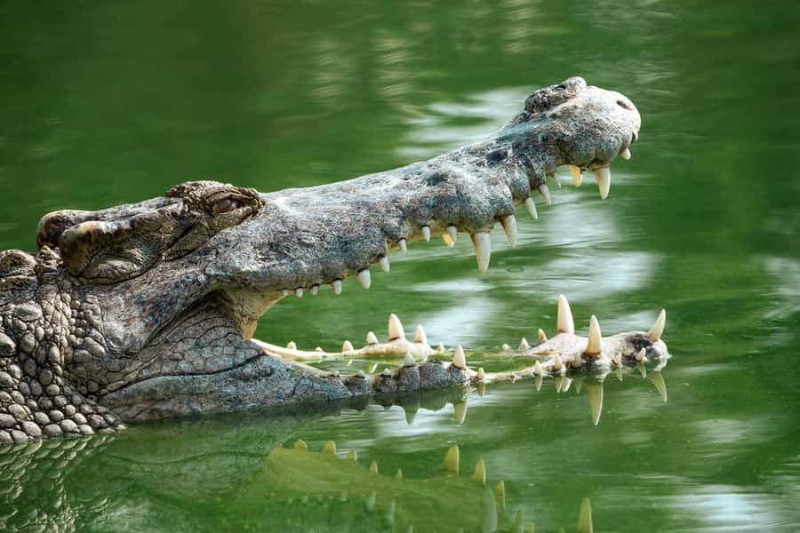 Everglades National Park: Mangrove Tunnel Kayak Eco-Tour - Wildlife You Can Actually Expect, Plus How to Spot It