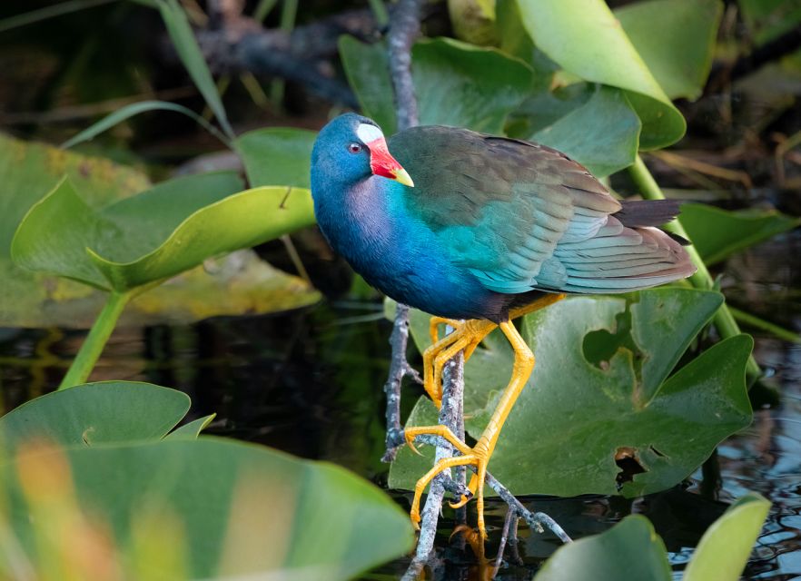 Everglades National Park: Mangrove Tunnel Kayak Eco-Tour - Price and Value: Why $109 Works for This Kind of Park Time