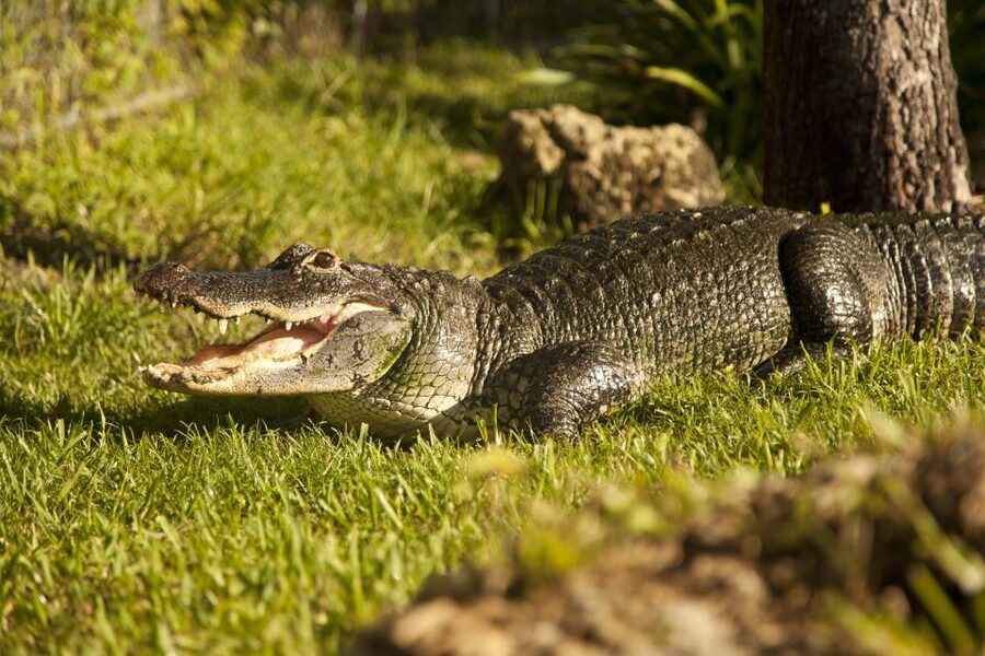 Everglades: Sawgrass Park Day Time Airboat Tour & Exhibits - The Big Payoff: Alligator and Reptile Exhibit, Plus Touch Time