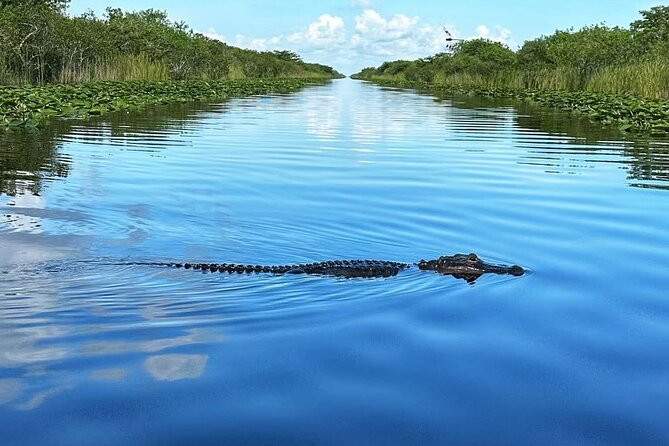 Everglades Small-Group Tour from Miami with Transportation - Price and value at $82.98, what you are paying for