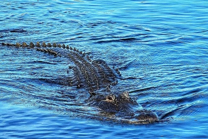 Everglades Small-Group Tour from Miami with Transportation - The airboat ride: 50 to 60 minutes of fast water, loud birds, and open-air seating