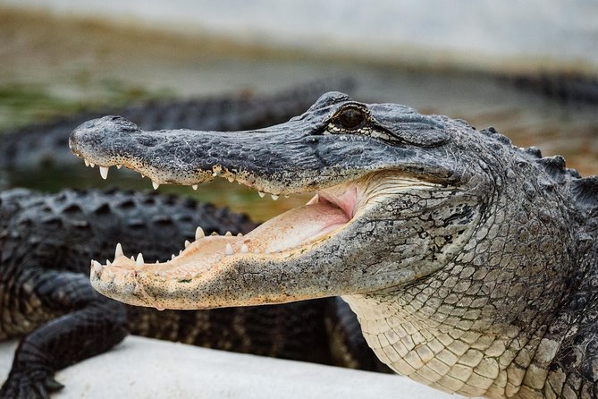 Everglades VIP Airboat Tour with Transportation Included - Captain and guide experience: why the narration matters