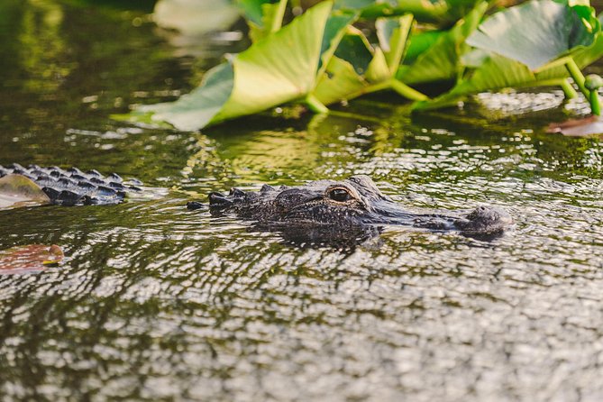 Everglades VIP Airboat Tour with Transportation Included - Food, drinks, and the on-site reality