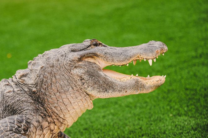 Everglades VIP Airboat Tour with Transportation Included - The Everglades Holiday Park stop: where your hour starts